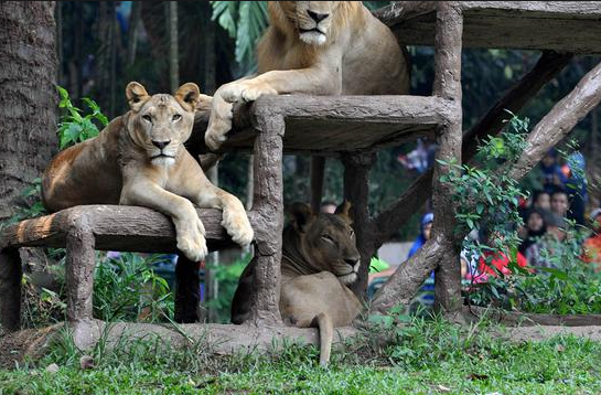 Spesies di Ragunan